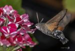 Esfinge colibri subcionando nectar Reducc.jpg